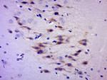 C2orf55 Antibody in Immunohistochemistry (Paraffin) (IHC (P))