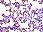 C2orf89 Antibody in Immunohistochemistry (Paraffin) (IHC (P))