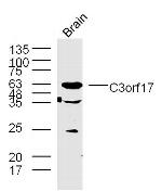 C3orf17 Antibody in Western Blot (WB)