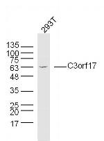 C3orf17 Antibody in Western Blot (WB)