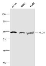 HLC8 Antibody in Western Blot (WB)
