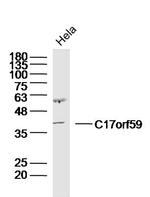 C17orf59 Antibody in Western Blot (WB)