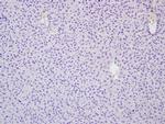 RNF213 Antibody in Immunohistochemistry (Paraffin) (IHC (P))