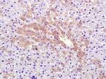 RNF213 Antibody in Immunohistochemistry (Paraffin) (IHC (P))