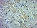 Phospho-cardiac Troponin I (Thr143) Antibody in Immunohistochemistry (Paraffin) (IHC (P))