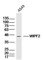 WIPF2 Antibody in Western Blot (WB)