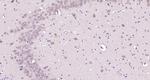 PAFAHG Antibody in Immunohistochemistry (Paraffin) (IHC (P))