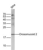 Orosomucoid 2 Antibody in Western Blot (WB)