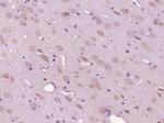C12ORF50 Antibody in Immunohistochemistry (Paraffin) (IHC (P))