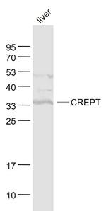 CREPT Antibody in Western Blot (WB)