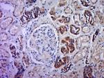 C21orf70 Antibody in Immunohistochemistry (Paraffin) (IHC (P))