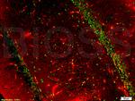 BrdU Antibody in Immunohistochemistry (Paraffin) (IHC (P))