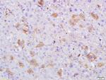 Serum albumin Antibody in Immunohistochemistry (Paraffin) (IHC (P))