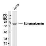 Serum albumin Antibody in Western Blot (WB)
