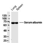 Serum albumin Antibody in Western Blot (WB)
