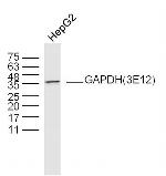 GAPDH Antibody in Western Blot (WB)