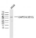 GAPDH Antibody in Western Blot (WB)