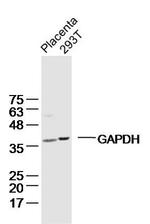GAPDH Antibody in Western Blot (WB)
