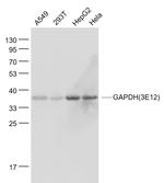 GAPDH Antibody in Western Blot (WB)