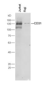 CD31 Antibody in Western Blot (WB)