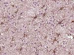 TIMP-1 Antibody in Immunohistochemistry (Paraffin) (IHC (P))