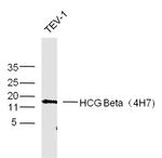 HCG Beta Antibody in Western Blot (WB)