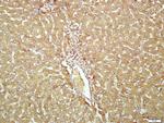 Transferrin Antibody in Immunohistochemistry (Paraffin) (IHC (P))