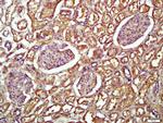 Transferrin Antibody in Immunohistochemistry (Paraffin) (IHC (P))