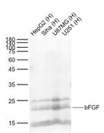 bFGF Antibody in Western Blot (WB)