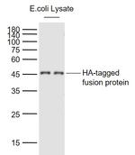 HA-Tag Antibody in Western Blot (WB)