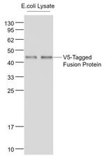 V5 Tag Antibody in Western Blot (WB)