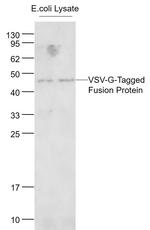 VSV-G Tag Antibody in Western Blot (WB)