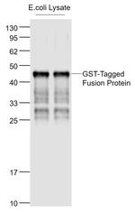 GST Tag Antibody in Western Blot (WB)