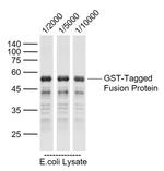 GST Tag Antibody in Western Blot (WB)