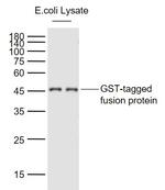 GST Tag Antibody in Western Blot (WB)