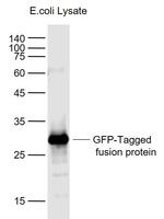 GFP-Tag Antibody in Western Blot (WB)