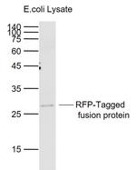 RFP-Tag Antibody in Western Blot (WB)