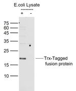 Trx-Tag Antibody in Western Blot (WB)