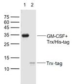Trx-Tag Antibody in Western Blot (WB)