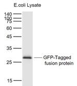 GFP-Tag Antibody in Western Blot (WB)