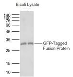 GFP-Tag Antibody in Western Blot (WB)