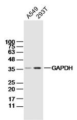 GAPDH Antibody in Western Blot (WB)