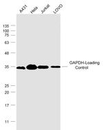 GAPDH Antibody in Western Blot (WB)