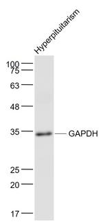 GAPDH Antibody in Western Blot (WB)