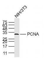 PCNA Antibody in Western Blot (WB)