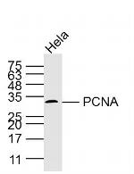 PCNA Antibody in Western Blot (WB)