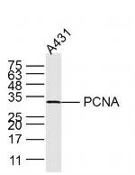 PCNA Antibody in Western Blot (WB)