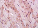 COX4 Antibody in Immunohistochemistry (Paraffin) (IHC (P))