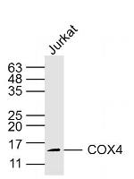 COX4 Antibody in Western Blot (WB)