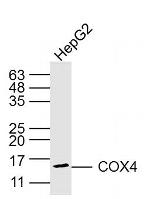 COX4 Antibody in Western Blot (WB)